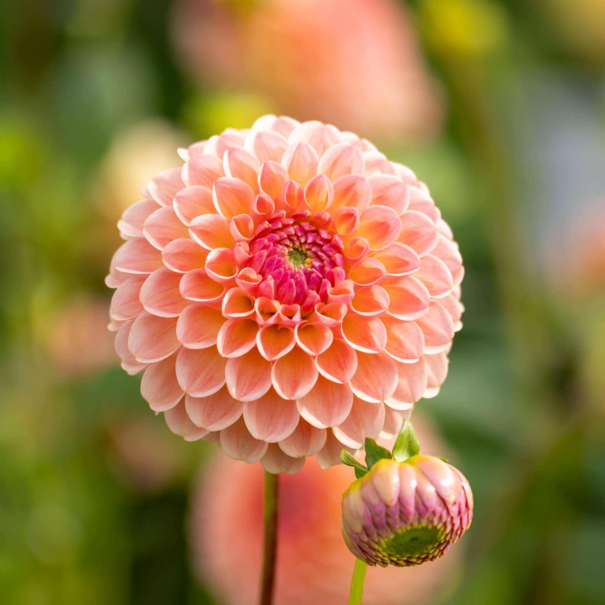 Dahlia 'L.A.T.E.'